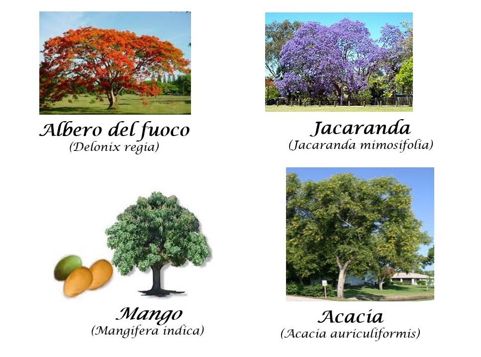 Collage piante 2